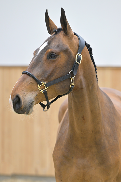 Chovalie Z Chovalie Z