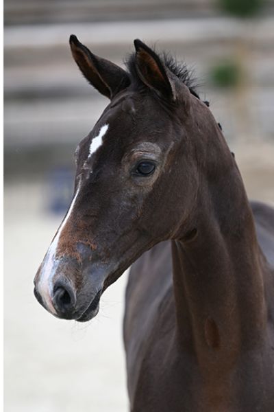 Mistral Gagnant DK Z