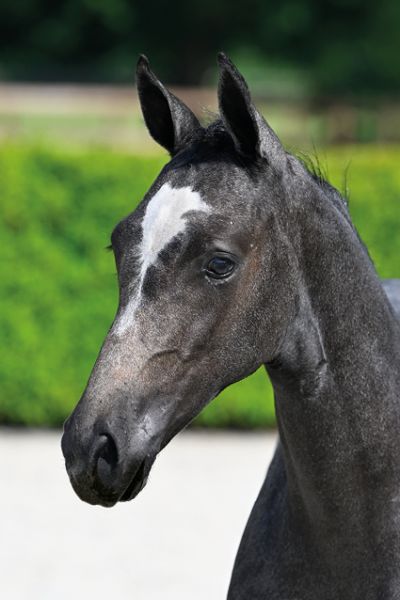 Charlotte van WW Z Charlotte van WW Z