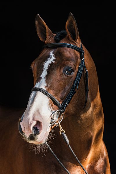 Utamaro d'Ecaussines Z 