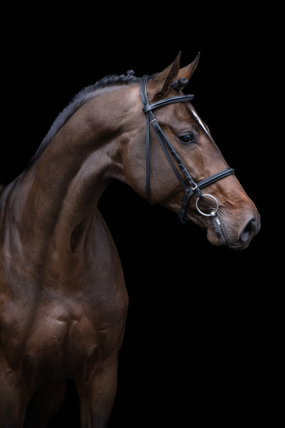 Gran Diablo Viktory Z