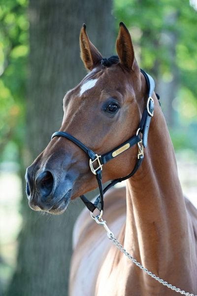 easy-dream-van-t-roosakker-25 easy-dream-van-t-roosakker-25