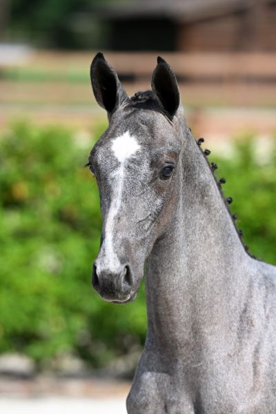 chivas-2000-z chivas-2000-z