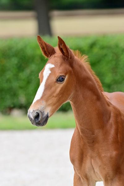 aganix-van-de-to-jo-pe-hoeve-z aganix-van-de-to-jo-pe-hoeve-z