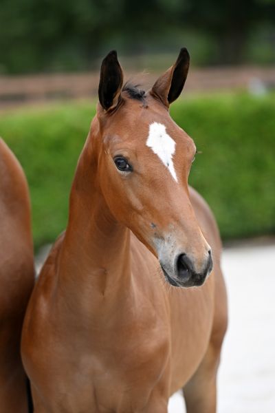 monchhichi-db-z monchhichi-db-z