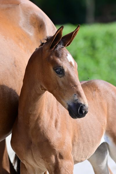 eliv-de-nyze-z-34 eliv-de-nyze-z-34