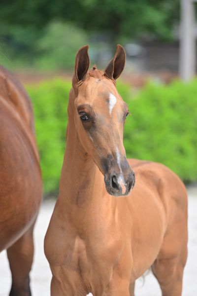 kansas-vdh-z kansas-vdh-z