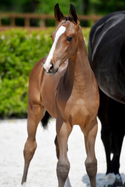 equador-van-koningshof-z equador-van-koningshof-z