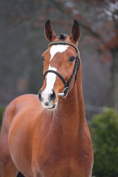 heart-of-gold-van-t-heike-z heart-of-gold-van-t-heike-z