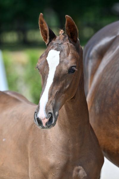 chuck-rs-z-47 chuck-rs-z-47