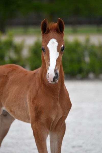 navarone-hemo-z navarone-hemo-z