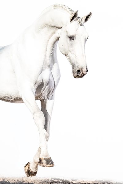 ASKARI x CARTHAGO Z Asca Z