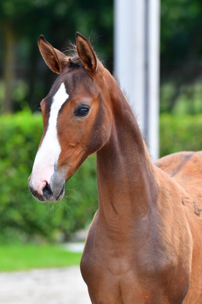 gold-fee-de-septon-z-89 gold-fee-de-septon-z-89