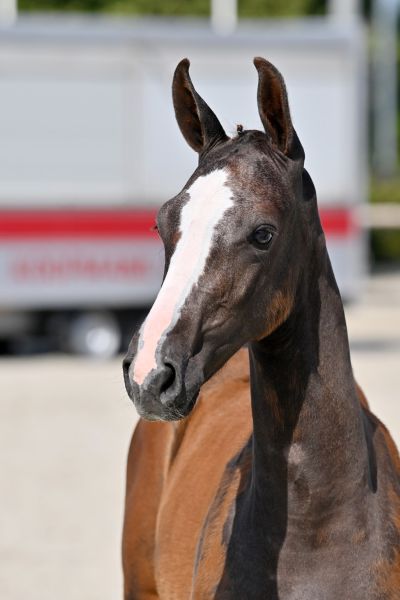 h26-20210703-ga73966-2-large h26-20210703-ga73966-2-large