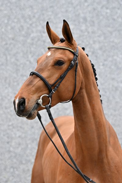 dubai-diamond-z-66 dubai-diamond-z-66