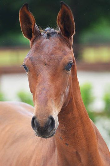 veulenskop2020website72 veulenskop2020website72