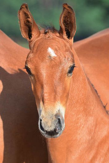 veulenskop2020website5 veulenskop2020website5