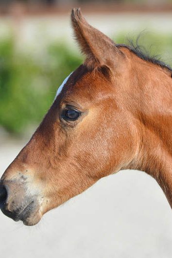 veulenskop2020website10 veulenskop2020website10