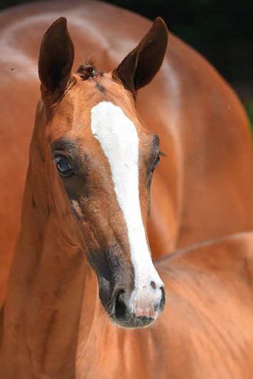 veulenskop2020website15 veulenskop2020website15