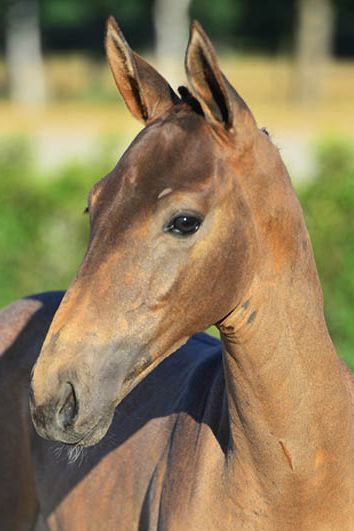 veulenskop2020website19 veulenskop2020website19