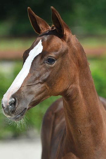 veulenskop2020website31 veulenskop2020website31