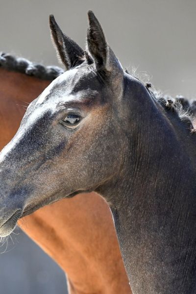 020-crazy-diamond-as-z5s34537-1-large 020-crazy-diamond-as-z5s34537-1-large