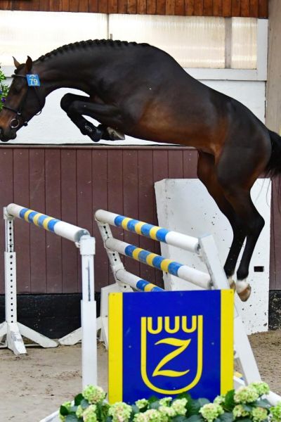 paard-darwin-wordt-wellicht-nog-vervangen-door-andere-springfoto-large