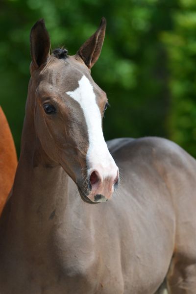 18-2020-03-08-20200523-ga72740-1 18-2020-03-08-20200523-ga72740-1