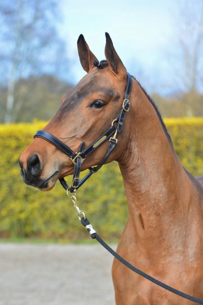 gringo-nn-z-9 gringo-nn-z-9