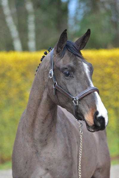 don-quichot-2000-de-betze-z-71 don-quichot-2000-de-betze-z-71