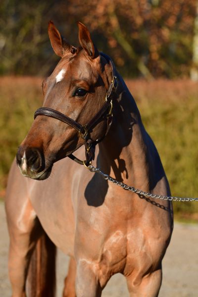 comme-ga67599 comme-ga67599