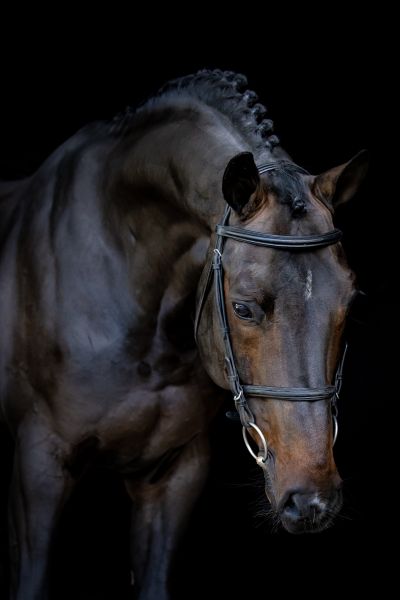 Brunetti Z Brunetti Z