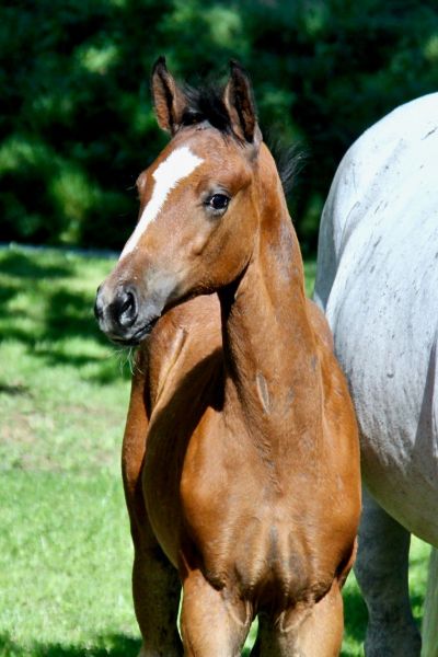 el-salvador-z-30 el-salvador-z-30