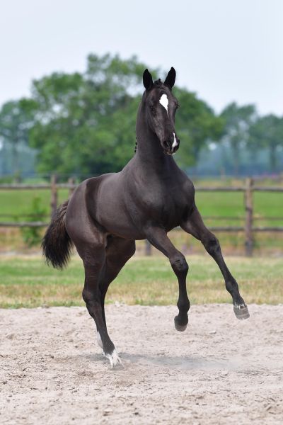 cabriola-5 cabriola-5