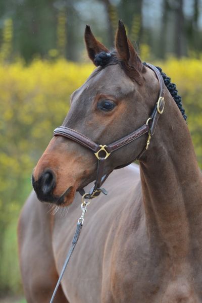 dorian-mansolein-z-72 dorian-mansolein-z-72