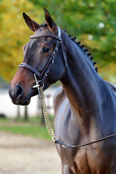 damoiselle-de-aulnes-z damoiselle-de-aulnes-z