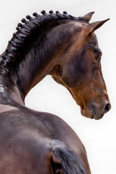 HH Conrad Z  HH Conrad Z