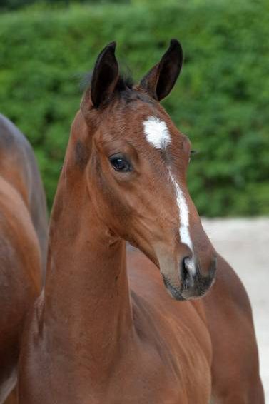 hardcore-1 hardcore-1