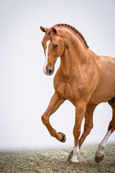 Comilfo Plus Z Comilfo Plus Z