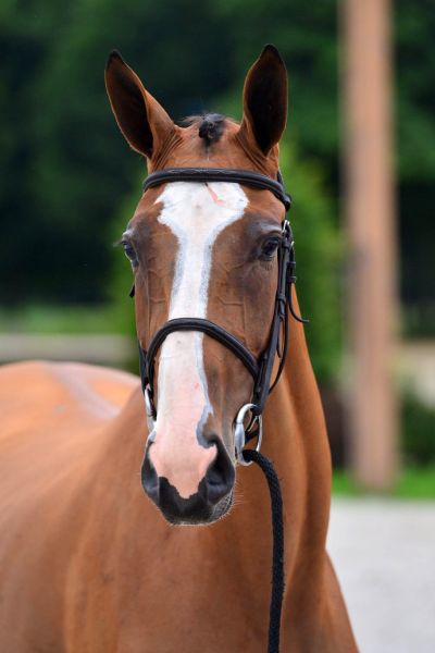 20200710-ga75125-anemoon 20200710-ga75125-anemoon