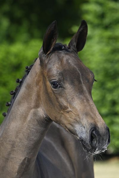 Clarice du Risoir Z 2 Clarice du Risoir Z 2