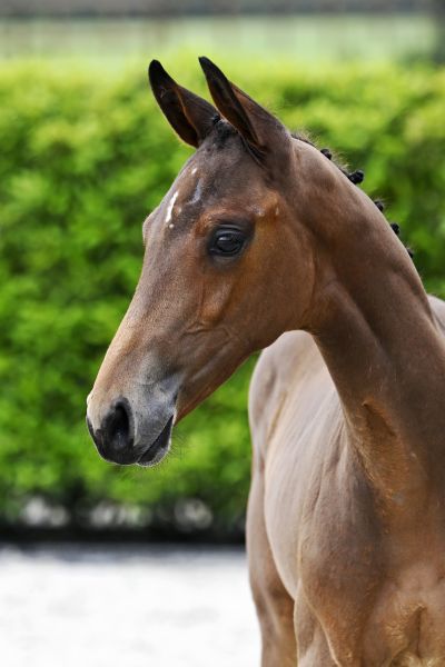 Lanzarote de Muze x Curby du Seigneur Leónidas Z