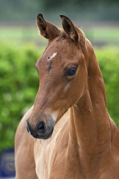 Conthargos x Edjaz van 't Merelsnest Contesto van Maeson Stables Z
