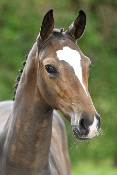 Catoki Z x Emerald Catomi Z