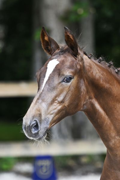 Untouched Son JPS x Quattro B Unbelievable Touch Z