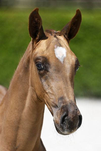 Emerald x Carthago Z Evander Hero Z