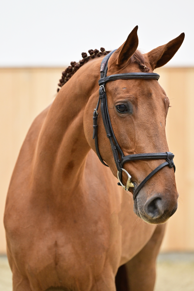 Codex One Z x Diva 2000 Z Cloë Van Het Weidehof Z