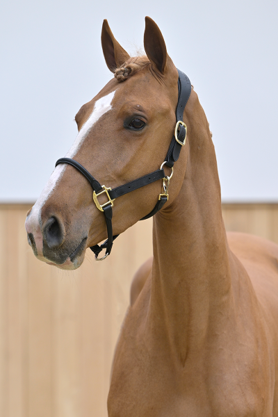 Rhythmo Kattenheye Donkhoeve Z Rhythmo Kattenheye Donkhoeve Z