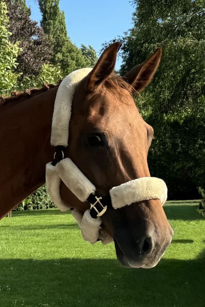 Chestnut des Natices Z Chestnut des Natices Z