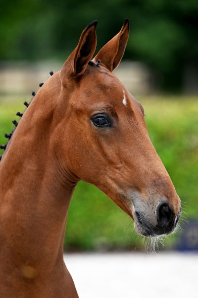 Bond Junior Z Bond Junior Z